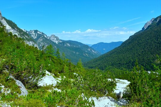 Alpine landscape with mugo pine and larch trees above forest covered Krnica valley in Julian alps, Gorenjska, Slovenia