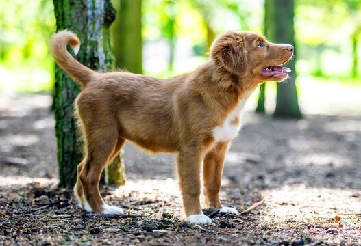 Toller Retriever Puppy In The Forest