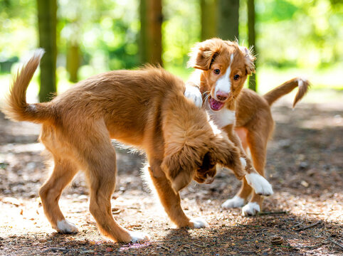 Two Toller Retriever Puppies Playing In The Forest