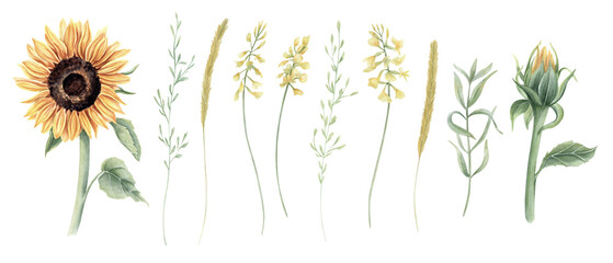 Fototapeta premium Watercolor botanical clip art of sunflower and yellow wildflowers with delicate grass stems. Summer blooming plants isolated illustration. Floral set for botanical design and greeting card concept.