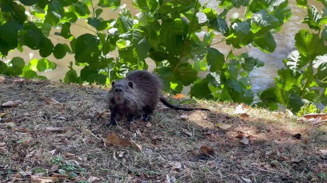 Nutria standing on riverbank under green leaves and looking attentively