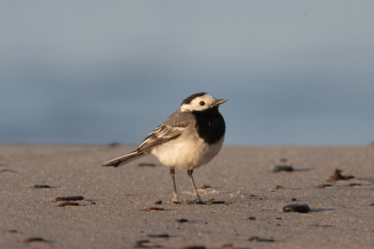 White Wagtail stands on a sandy beach during morning light