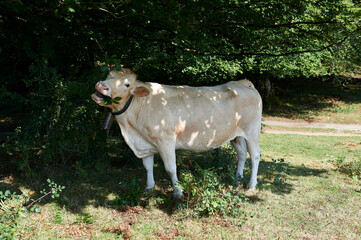 Naklejka premium Blonde d'Aquitaine Cow Eating Tree Foliage with Leaves in Mouth