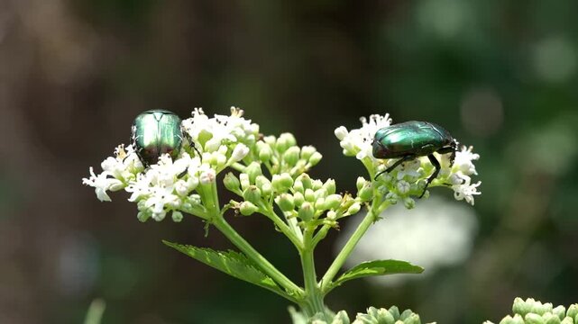 Two metallic green beetles on white flowers, macro close-up in soft natural light