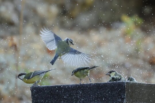 oiseaux 
