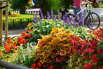 Fototapeta premium Colorful flowers in a street garden in San Sebastian, Spain