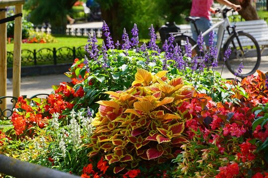 Colorful flowers in a street garden in San Sebastian, Spain