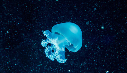 Translucent blue jellyfish swimming in dark ocean depth © Minakryn Ruslan 