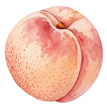 Detailed watercolor illustration of a fresh sweet whole peach fruit isolated