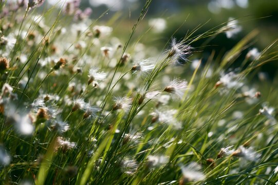 Cottongrass swaying in wind against green meadow background