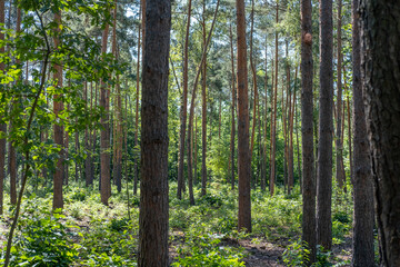 Fototapeta premium Scenic view of a tranquil pine forest with tall tree trunks and lush green undergrowth in summer.