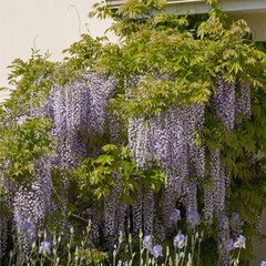 Naklejka premium Glycine en fleurs devant une maison