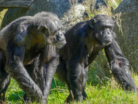 Majestic Primates in Habitat: Gorillas and Chimpanzees