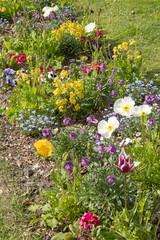 Massif de fleurs printanières, tulipe, pavot de Californie, viola cornuta et giroflée © hcast
