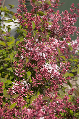 Obraz premium Lilas microphylla 