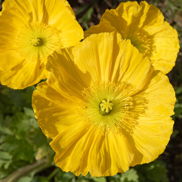 Pavots d'Islande jaune