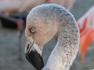 Close-Up Portrait of a Young Flamingo Head © MarcoPhotoFR