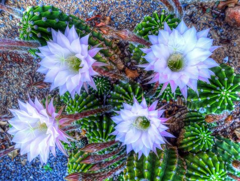 Alforja - (flor del cactus) - Baix Camp