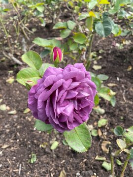 Roses in the garden