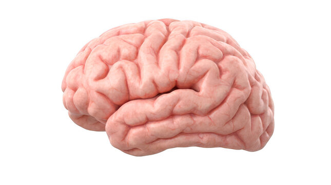Human anatomical brain organ isolated on transparent background