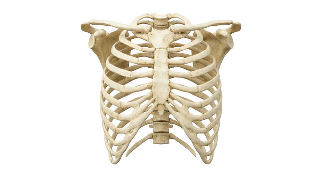 Human thorax rib cage anatomy isolated on transparent background
