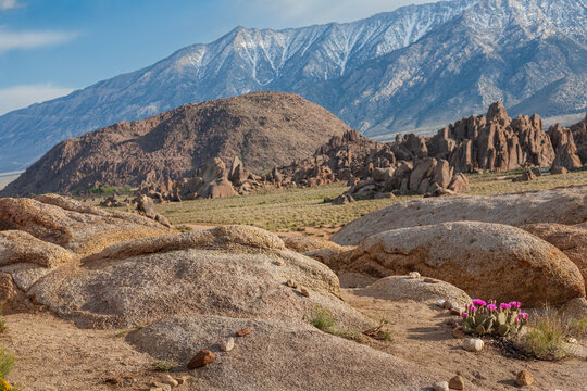 Beautiful scenic view of blooming pink cactus in Alabama Hills under Sierra Nevada mountains