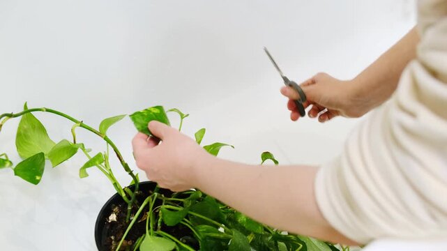 A woman is cutting back the foliage of a houseplant that is both sick and infested with insects. House plant Epipremnum aureum in a flower pot.