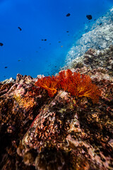 Vibrant red orange sea fan coral growing on an underwater rock cliff wall. © PIPE DIVE UNDERWATER