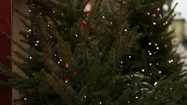Beautiful evening video of lush green pine and fir branches adorned with shimmering golden string lights at a winter holiday market.