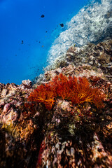 Vibrant red orange sea fan coral growing on an underwater rock cliff wall. © PIPE DIVE UNDERWATER