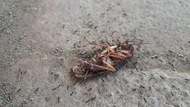 Dead cockroach swarmed and carried by black ants crawling on dirt ground, nature ecosystem, food chain and teamwork concept.