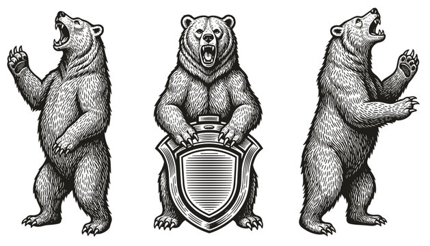 Set of vintage engraving grizzly bears standing and holding heraldic blank shield