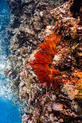 Vibrant red orange sea fan coral growing on an underwater rock cliff wall. © PIPE DIVE UNDERWATER