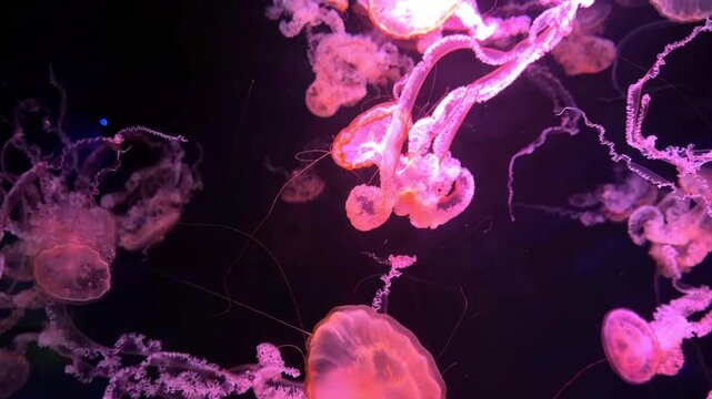 A school of pink jellyfish swimming slowly through dark deep water, creating an ethereal and peaceful underwater display of bioluminescent light in a calm oceanic marine environment