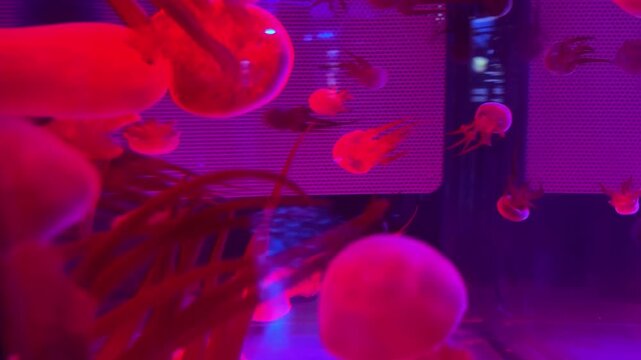 A swarm of jellyfish swimming through deep purple water in an aquarium tank, highlighting graceful movement and tranquil underwater beauty within a vibrant marine environment. Zoom