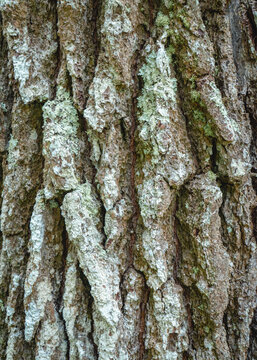 Close-up of textured tree bark covered with natural lichen, showing rough vertical grooves and earthy brown, gray, and pale green tones.