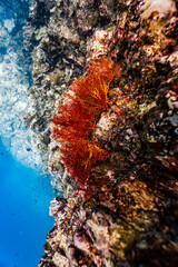 Vibrant red orange sea fan coral growing on an underwater rock cliff wall. © PIPE DIVE UNDERWATER