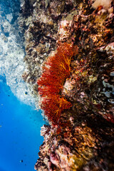 Vibrant red orange sea fan coral growing on an underwater rock cliff wall. © PIPE DIVE UNDERWATER