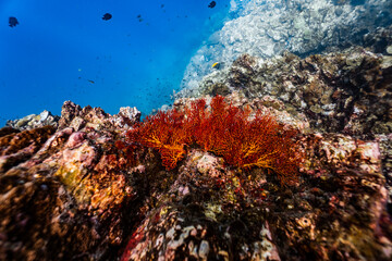 Vibrant red orange sea fan coral growing on an underwater rock cliff wall. © PIPE DIVE UNDERWATER