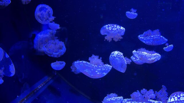 Spotted jellyfish swimming gracefully through dark blue aquarium water, conveying a serene underwater environment and the mysterious beauty of marine life in a tranquil ocean setting