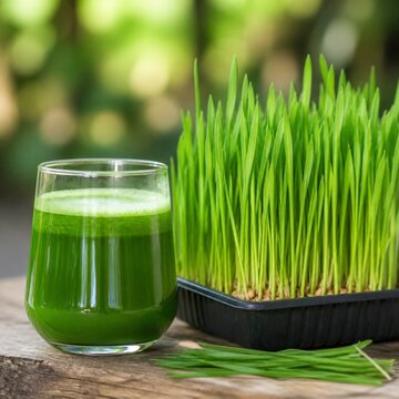 Fresh green wheatgrass juice next to growing wheatgrass on a wooden table