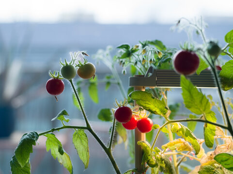 Tomato Plants Growing Indoors Under Bright Light in a Garden Setup