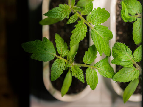 Tomatoes growing at home