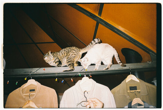 Analog Two Cats Walk on a Shelf Above Clothing 