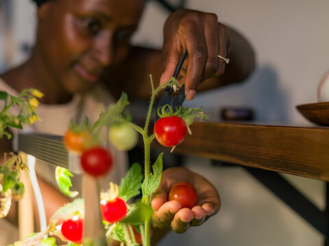 Woman Harvests Ripe Tomatoes Indoors in Urban Garden