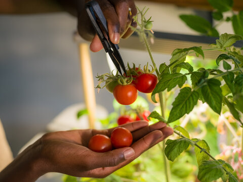 Woman harvesting tomatoes from indoor garden 