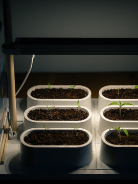 Seedlings grow in home garden 