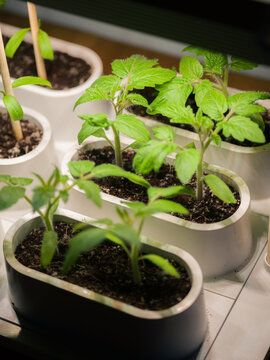 Tomato plants growing in home garden device under light 