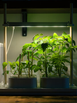 Home Gardening Setup With Indoor Plants Under Grow Lights