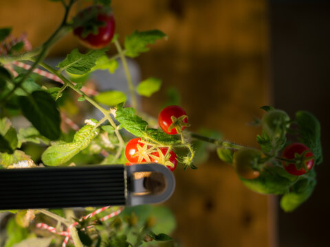 Red tomatoes growing indoors at home 